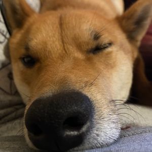 Meet your Posher, Domonique